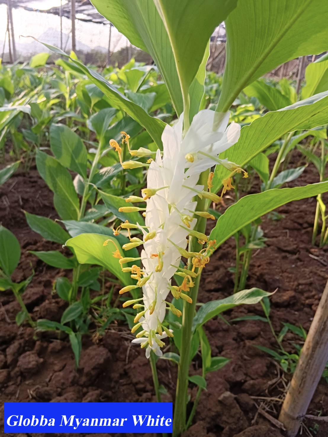 Globba winitii